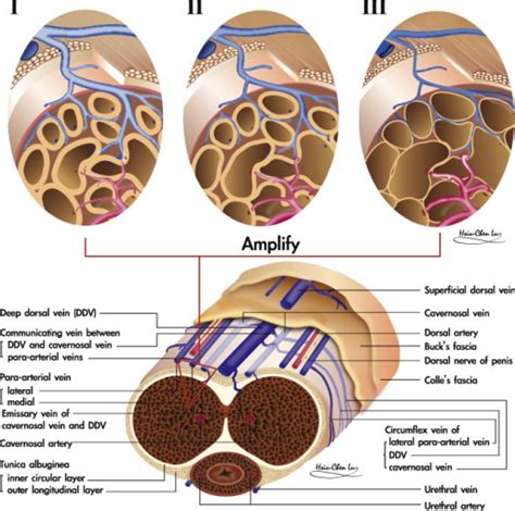 large penus pics|Penis: Anatomy, Picture, Erection, and Ejaculation .